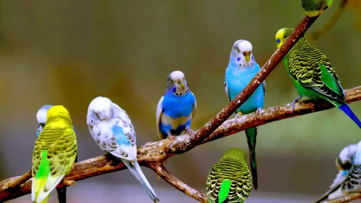 Guida Completa alla Cura degli Uccelli con AquaZoomania Shop