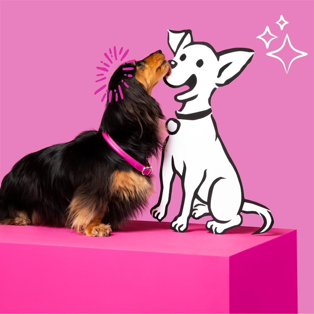 From Pups to Seniors: The Right Barking Heads Diet for Every Stage of Your Dog’s Life