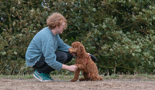 Top 5 Reasons Why Tailster is the Preferred Choice for Pet Owners