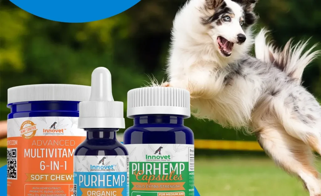 Why Innovet Pet’s CBD Products Are the Ultimate Choice for Pet Owners