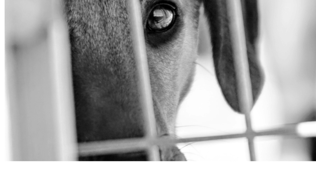 PetLink: The Ultimate Pet Protection System Every Owner Needs