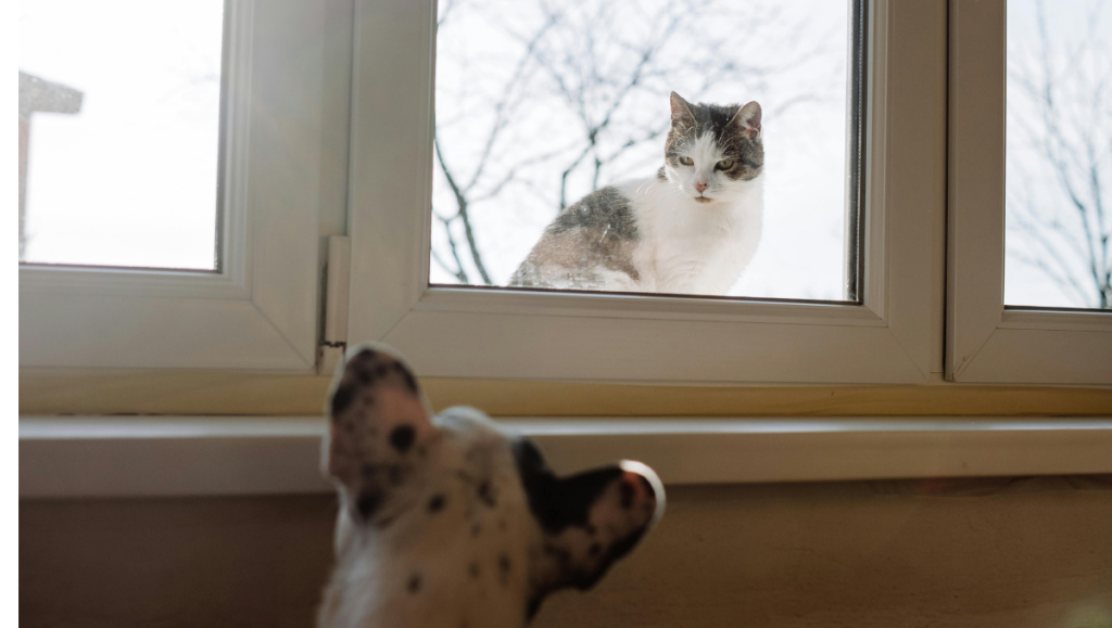 What Pet Owners Are Saying About PetLink: Real User Reviews & Experiences