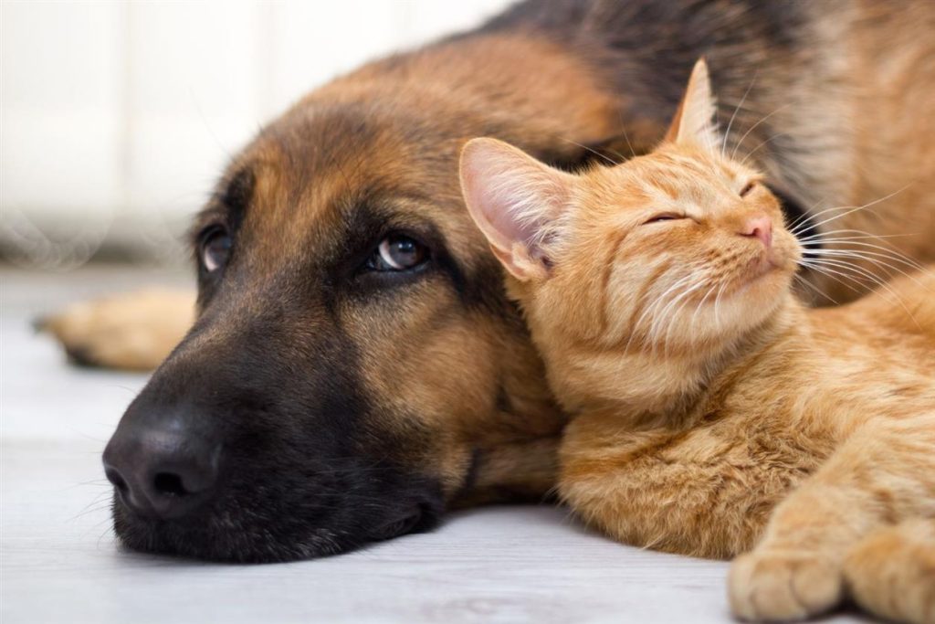Umfassender Schutz für Hunde und Katzen: Der Tierkrankenschutz von AGILA