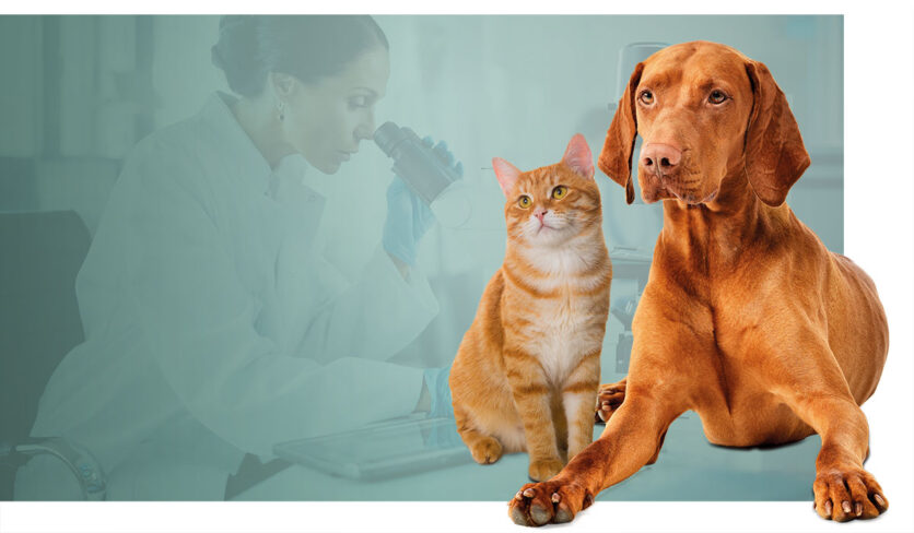 The Science Behind CBD for Pets: How Innovet Pet Products Are Changing Animal Wellness