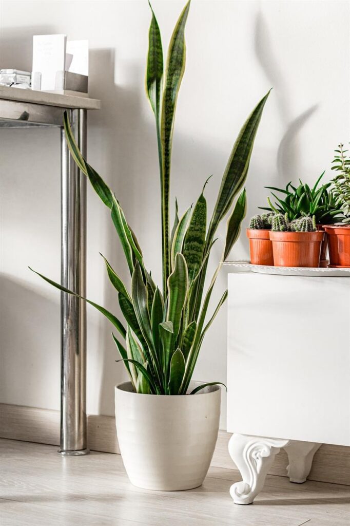 Mit Liebe zur Natur: Wie Dein-Flaschengarten.de Nachhaltigkeit in jedes Zuhause bringt In einer Zeit, in der Umweltbewusstsein und Nachhaltigkeit immer mehr im Fokus stehen, ist es wichtiger, denn je durchdachte und verantwortungsvolle Entscheidungen zu treffen – besonders wenn es um Geschenke und Dekoration für das Zuhause geht. Genau hier setzt Dein-Flaschengarten.de an: Mit viel Liebe zur Natur und einem klaren Fokus auf Nachhaltigkeit bietet das Unternehmen kreative und umweltfreundliche Produkte, die nicht nur ästhetisch ansprechend sind, sondern auch die Werte der heutigen Zeit widerspiegeln.Ob DIY-Flaschengärten, kreative Bastelsets oder nachhaltige Geschenkideen – bei Dein-Flaschengarten.de finden Sie alles, was Ihr Zuhause grüner macht und gleichzeitig einen positiven Beitrag zur Umwelt leistet.