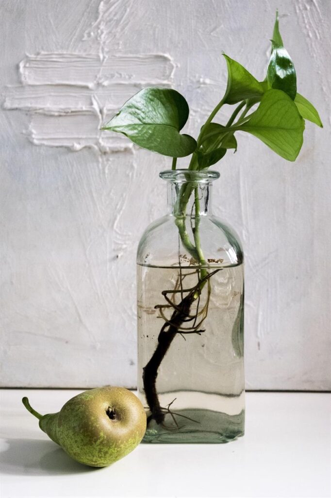Die Natur ins Haus holen: Wie Dein-Flaschengarten.de mit Flaschengärten die Inneneinrichtung revolutioniert In der heutigen schnelllebigen Welt kann es eine Herausforderung sein, eine Verbindung zur Natur zu finden. Dein-Flaschengarten.de, eine bahnbrechende deutsche Marke, verändert jedoch die Inneneinrichtung, indem sie mit ihren innovativen Flaschengärten die Schönheit und Ruhe der Natur ins Haus bringt. Dieser Artikel untersucht, wie Dein-Flaschengarten.de die Inneneinrichtung revolutioniert, den einzigartigen Reiz von Flaschengärten und die Vorteile, die sie bieten.