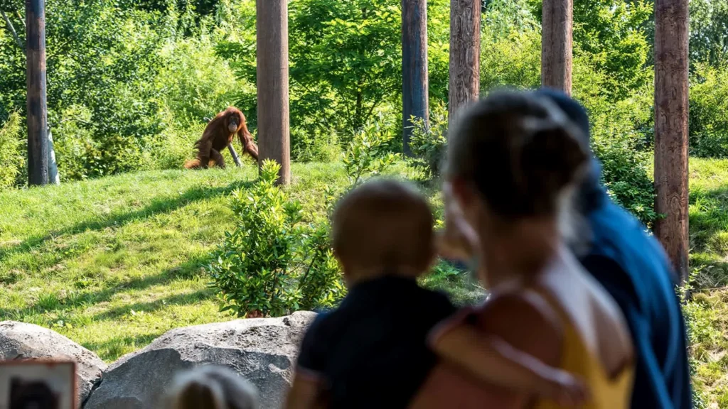 Why Chester Zoo Is A Game-Changer For Kids Who Love Wildlife And Exploration