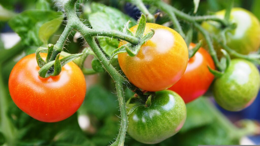Ogrodnictwo to coś więcej niż hobby to sposób na tworzenie piękna, cieszenie się naturą i dbanie o zdrowe środowisko na zewnątrz. Sadzenie warzyw, projektowanie kolorowych rabat kwiatowych, pielęgnacja trawników czy pielęgnacja przydomowych ogrodów dostęp do wysokiej jakości produktów i specjalistycznych rozwiązań jest niezbędny do osiągnięcia sukcesu. RajOgrodnika.pl stał się zaufanym miejscem dla ogrodników, oferując szeroki wybór nasion, produktów do pielęgnacji roślin, nawozów i akcesoriów ogrodniczych, zaprojektowanych z myślą o początkujących i doświadczonych hodowcach. Znany jako niezawodny internetowy sklep ogrodniczy, RajOgrodnika.pl łączy jakość, przystępną cenę i specjalistyczną wiedzę ogrodniczą, aby pomóc klientom w tworzeniu kwitnących ogrodów i przestrzeni na świeżym powietrzu przez cały rok.