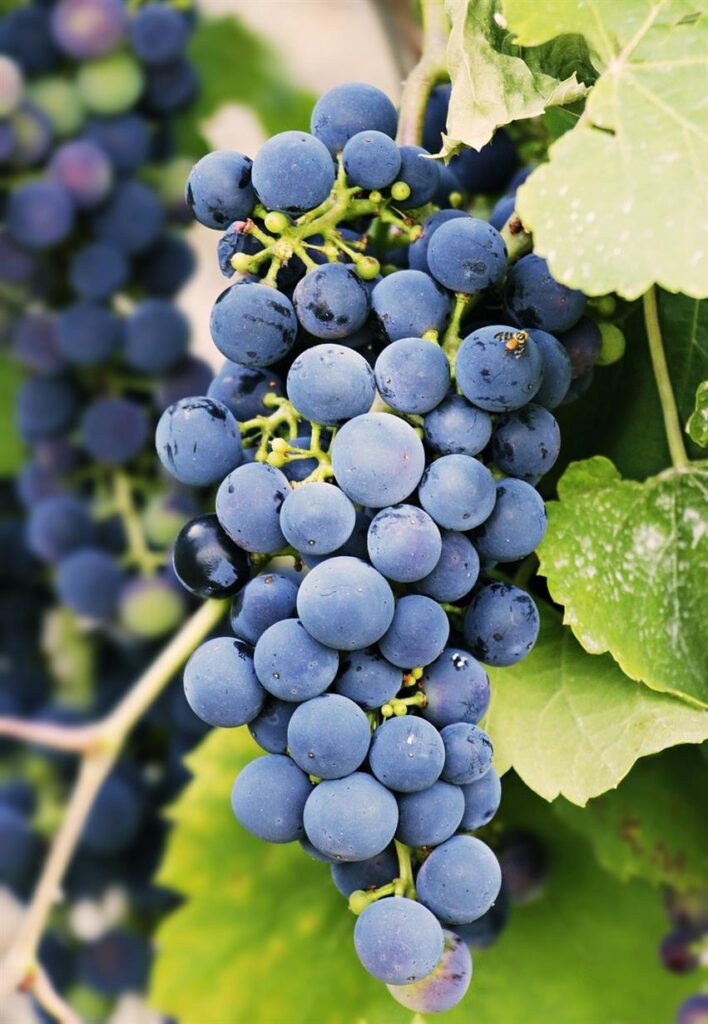 Bienestar revitalizante: exploración de los beneficios para la salud de los caldos de huesos orgánicos y los suplementos de colágeno de JARMINO En el corazón de España, donde la tradición culinaria se une a las modernas tendencias de salud, JARMINO se ha convertido en un faro de bienestar. Especializada en caldos de huesos orgánicos y suplementos de colágeno, esta marca está revolucionando la forma en que abordamos la nutrición y la salud integral. Profundicemos en los beneficios para la salud de las ofertas de JARMINO y descubramos por qué se están convirtiendo en un alimento básico en los hogares preocupados por su salud.