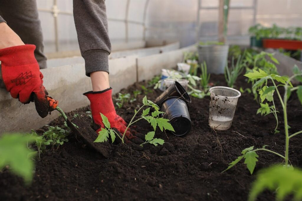 Eine grüne Oase: Der Aufstieg von Dein-Flaschengarten.de und die Popularität von Indoor-Terrarien Im hektischen Treiben des modernen Lebens ist es immer wichtiger geworden, in unseren Häusern eine ruhige, grüne Oase zu schaffen. Dein-Flaschengarten.de, eine wegweisende deutsche Marke, hat diesen Wunsch aufgegriffen, indem sie Zimmerterrarien populär gemacht hat und eine einzigartige Mischung aus Natur und Kunst bietet, die Ruhe und Schönheit in Wohnräume bringt. Dieser Artikel untersucht den Aufstieg von Dein-Flaschengarten.de und die wachsende Beliebtheit von Zimmerterrarien.