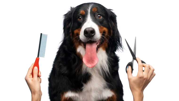 Tailster’s Dog Grooming: Keeping Your Dog Looking and Feeling Their Best