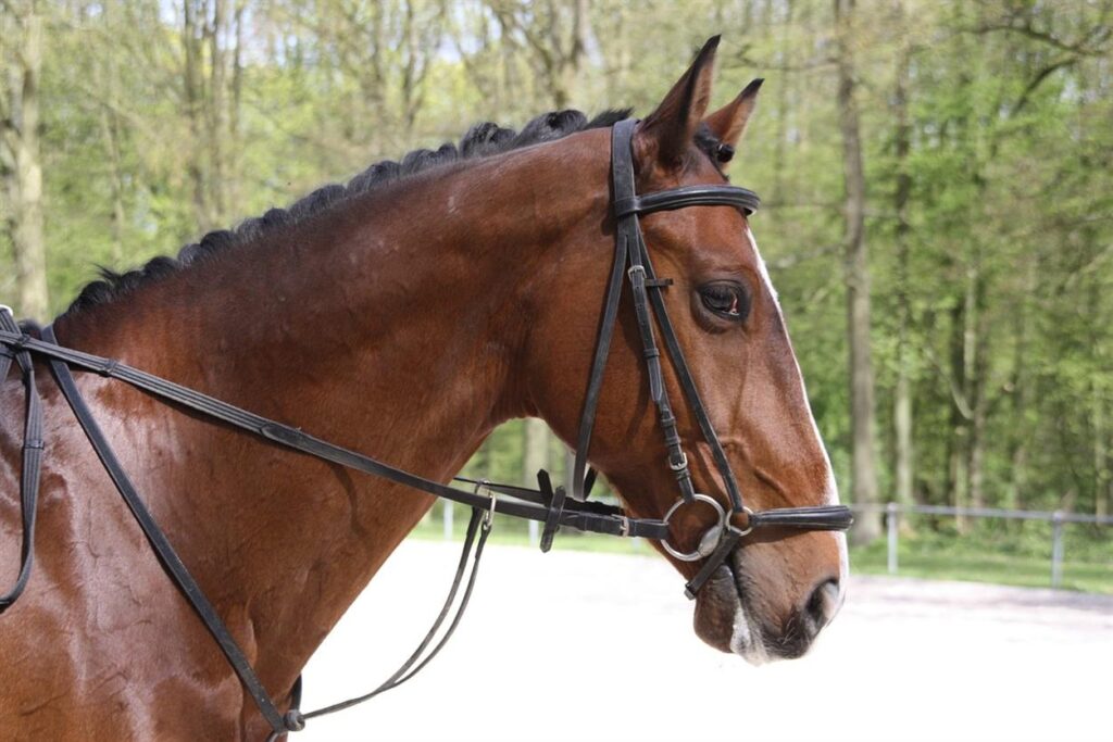 From Passion to Product: The Mission Behind GS Equestrian’s Premium Offerings At GS Equestrian, the journey from passion to product is more than just a business model—it’s a deeply rooted philosophy that drives every aspect of the brand’s offerings. For founder Gemma Steel, a lifelong equestrian enthusiast, the desire to provide high-quality, performance-driven products stems from a genuine love for the sport and the horses that make it all possible. What started as a personal mission to meet the needs of riders and their horses has blossomed into a premium brand that resonates with equestrian enthusiasts across the UK.From bespoke horse care products to elegant riding apparel, GS Equestrian has built a reputation for delivering only the best.