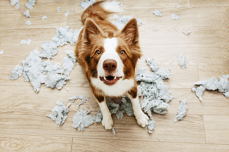 AGILA Haftpflichtschutz: Umfassender Schutz für Hundehalter