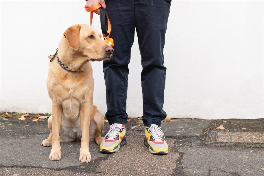 Tailster: The Best Way to Find Trusted Pet Sitters and Dog Walkers