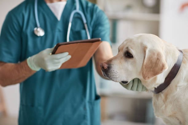The Science Behind PetLab: A Closer Look at Their Approach to Animal Care The Science Behind PetLab: A Closer Look at Their Approach to Animal Care